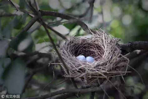 鳥在陽台築巢|為什麼鳥類越來越愛到陽台築巢？城裡的鳥壓力大？今。